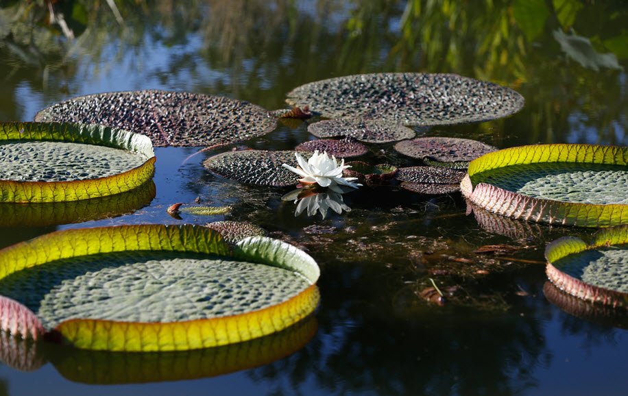Arboretum C.C.E.A.M.E, Canet-en-Roussillon, France, France